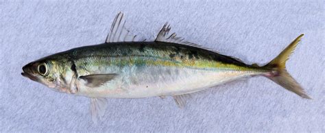 Mackerel Scad .